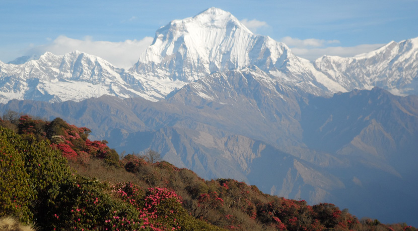 Ghorepani Poon hill trek, the best short trek in Nepal
