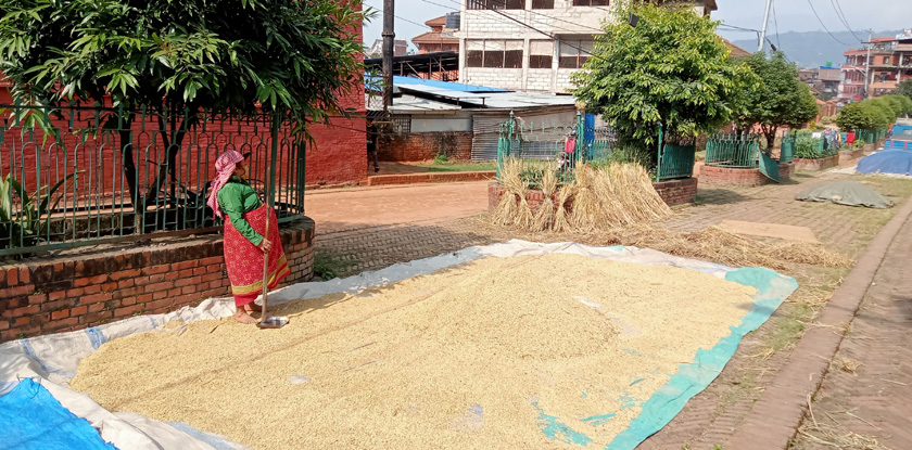A lady drying her rice after harvest